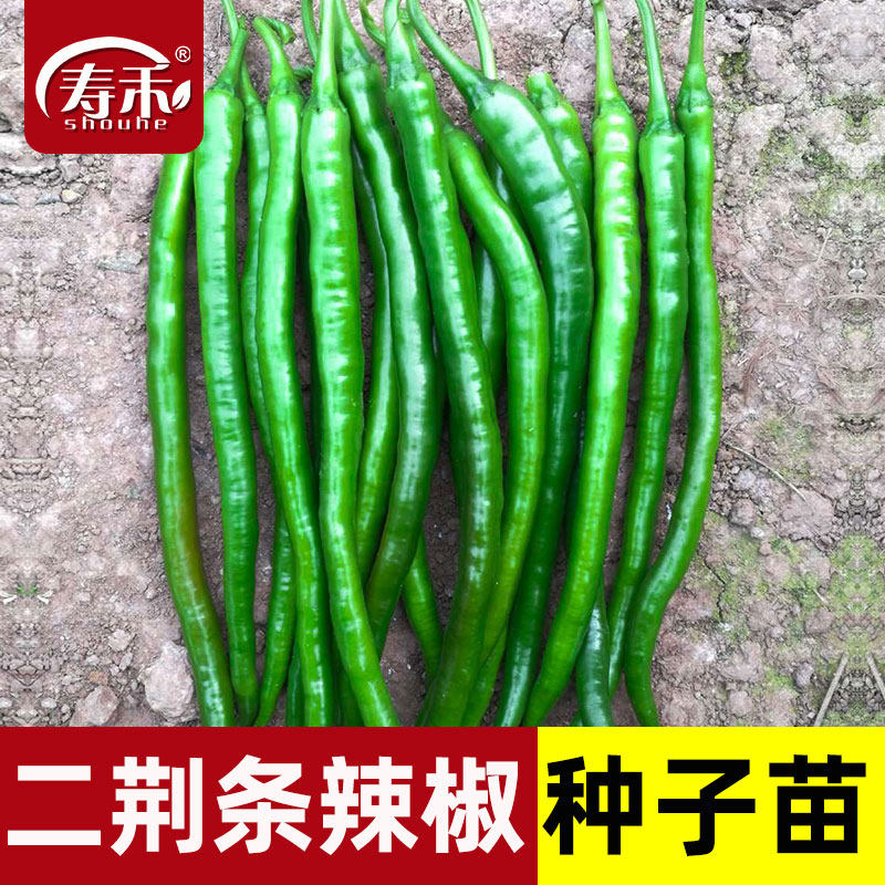 二荆条线椒种子种籽孑苗辣椒四季籽种秧蔬菜批发线湖南秧苗大全,鲜花速递/花卉仿真/绿植园艺,家庭园艺种子,淘宝优惠券,粉丝福利购,淘宝优惠卷