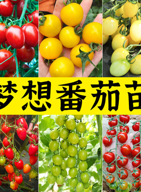 青美玉绿色小番茄种子苗秧樱桃西红柿种籽孑子青甜2号圣女果苗