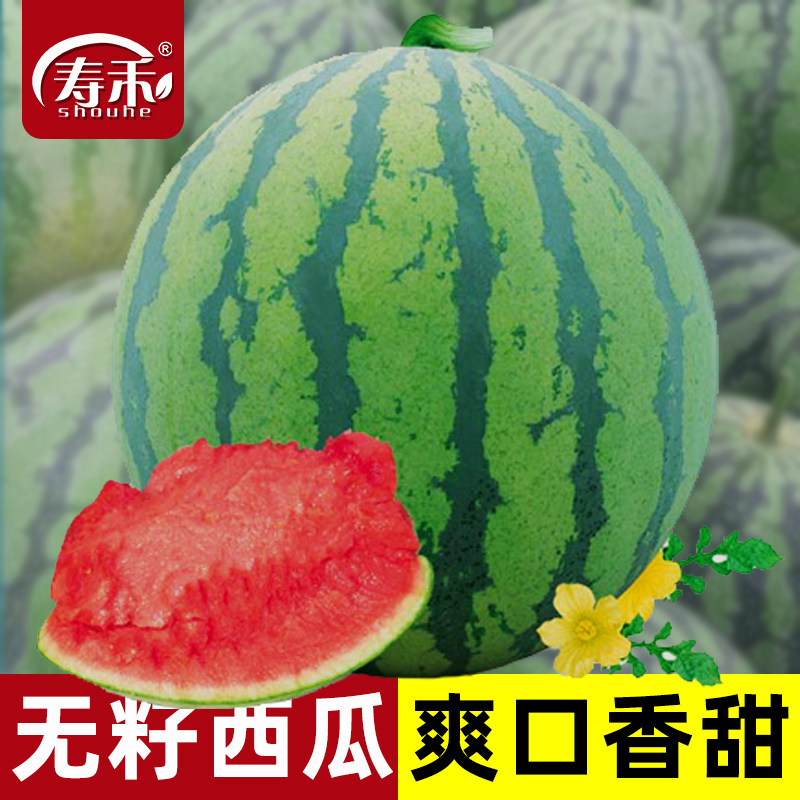 甜玉妃无籽西瓜种子红肉种籽无子香甜西爪高产巨型南方四季水果孑