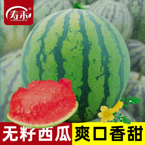 红妃无籽巨型南方四季西瓜种子