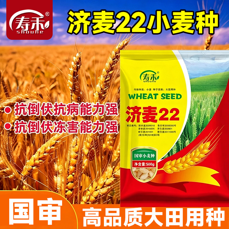 济麦22原种国审小麦种籽种子孑大田用种蔬菜菜籽抗病抗倒伏高产
