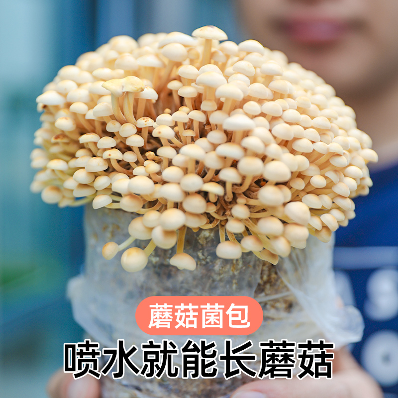 蘑菇种植包家种菌种菌包平菇香菇灵芝磨菇种可食用自种金针菇