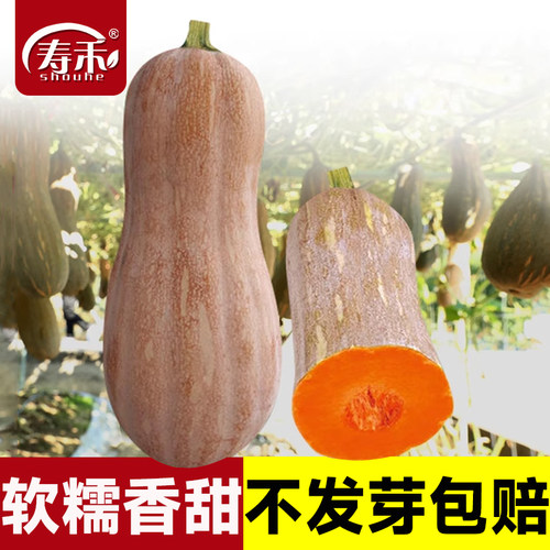 蜜本南瓜种子高产香甜春季四季
