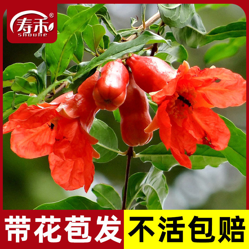 石榴花盆栽带花树苗观果盆景室内客厅阳台好养四季开花植物小花卉