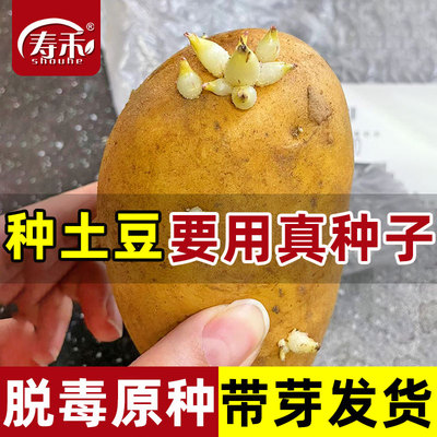 黄皮土豆种孑种子种籽马铃薯种黄心带芽本地高产特大批发发芽原种