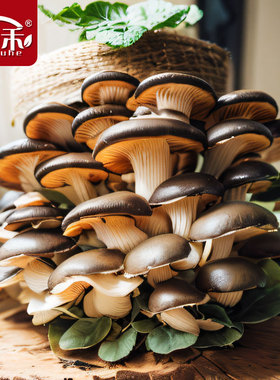 蘑菇种植包家种菌包平菇香菇灵芝磨菇种可食用自种金针菇