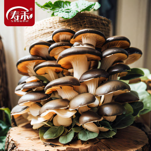 蘑菇种植包家种菌包平菇香菇灵芝磨菇种可食用自种金针菇
