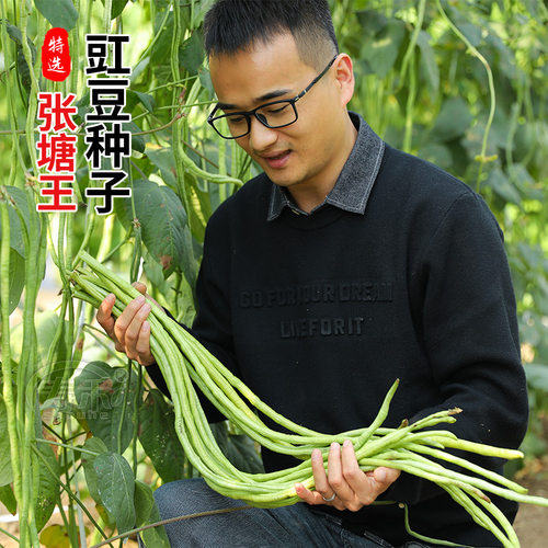 豇豆种子种籽菜种南方长豆角大全