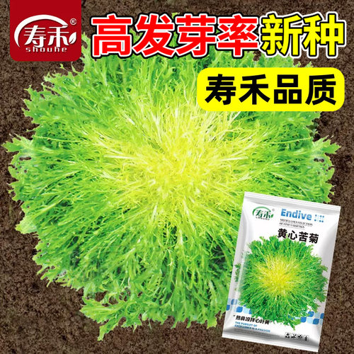 种子苦苣生菜四季幼苗