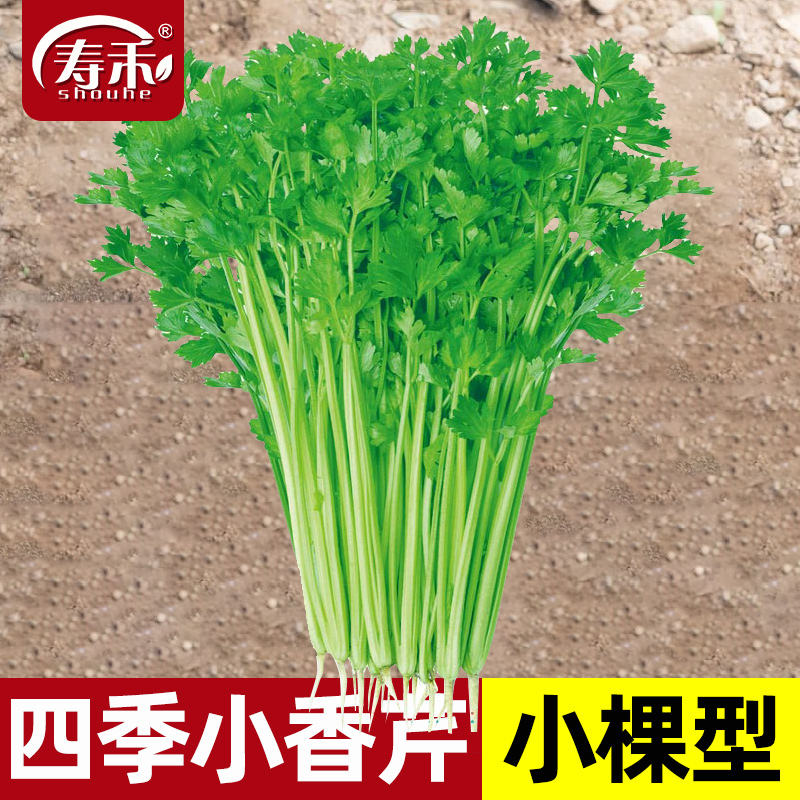 四季小香芹菜苗种子芹菜苗秧蔬菜种籽种白孑各种秧苗根苗菜苗批发