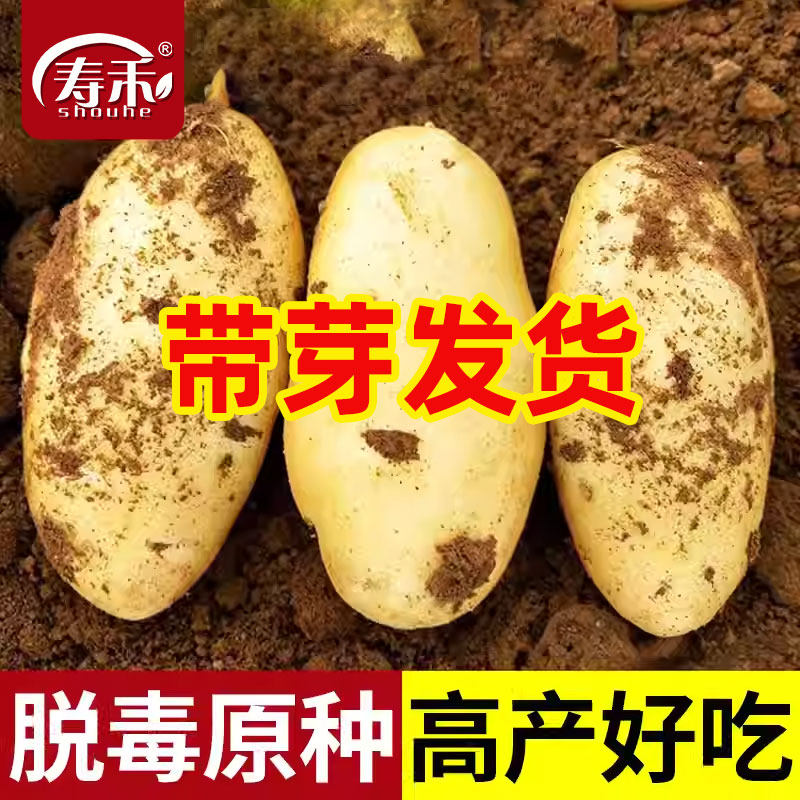 土豆种子种籽带芽原种专用种植盆家庭盆栽蔬菜种菜神器桶菜苗批发