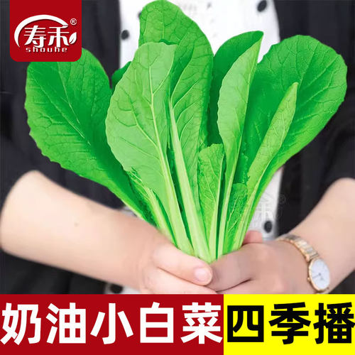 四季小白菜菜质脆嫩生长快
