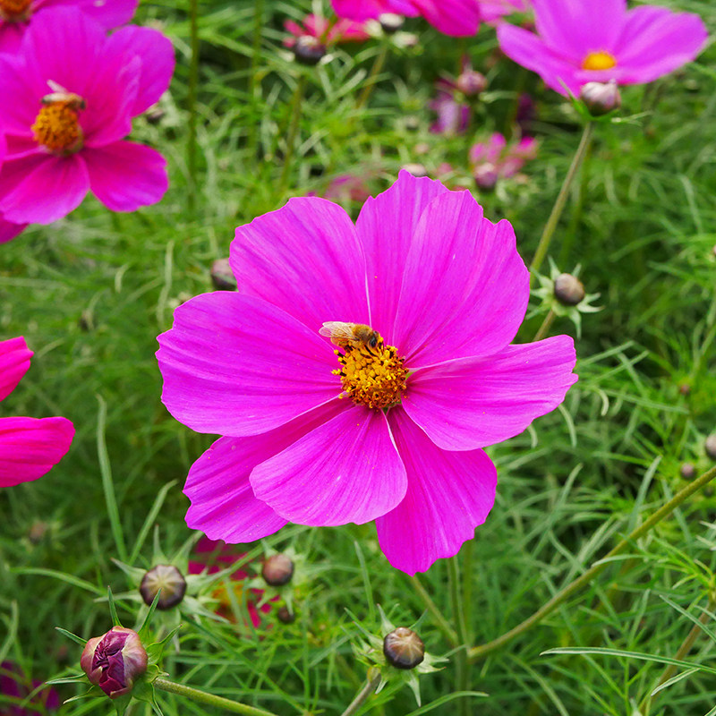 波斯菊花种子单瓣混色种籽花卉花种籽子花籽一年四季播种都开花