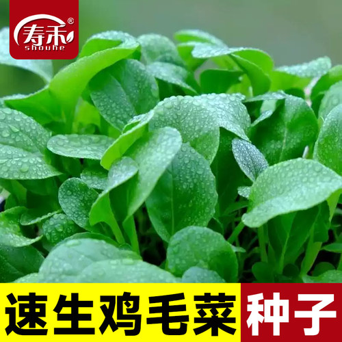 鸡毛菜种子四季大全上海正宗