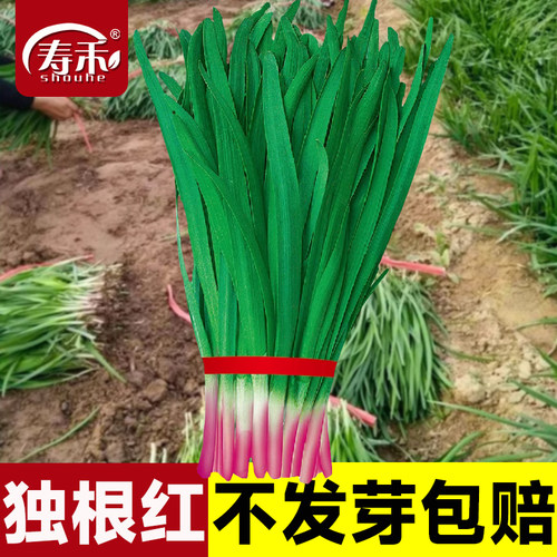 紫根四季韭菜种高产优质高效