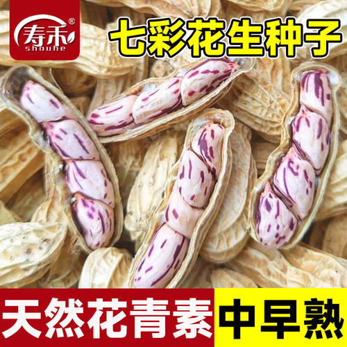 七彩花生高产薄壳紫花生种子种籽黑高端紫皮花生米南方大粒老品种