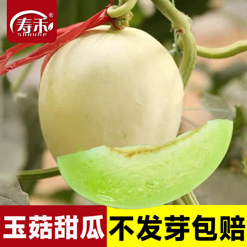 新玉姑甜瓜超甜香瓜种籽图片