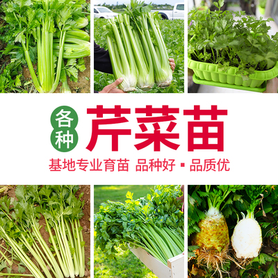 空心芹菜种子四季小香芹苗秧盆栽青菜孑根苗生吃芹籽种秋播菜种籽