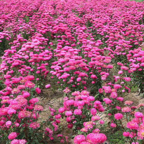 五彩翠菊种子寿禾秋季开花