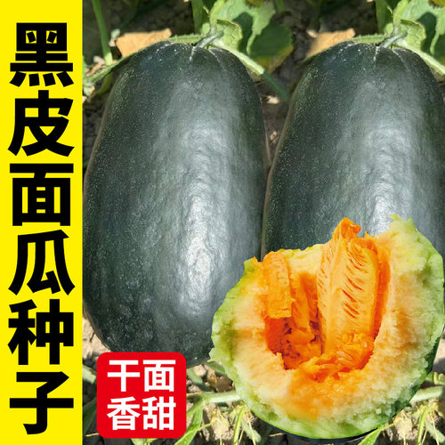 水果种子寿禾黑皮面瓜种子四季
