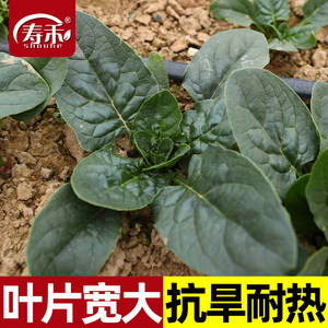 波菲特耐寒王菠菜种子大叶种籽高产春秋冬季菜子蔬菜秋冬波菜籽种