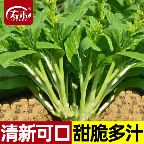 清新可口，甜脆多汁