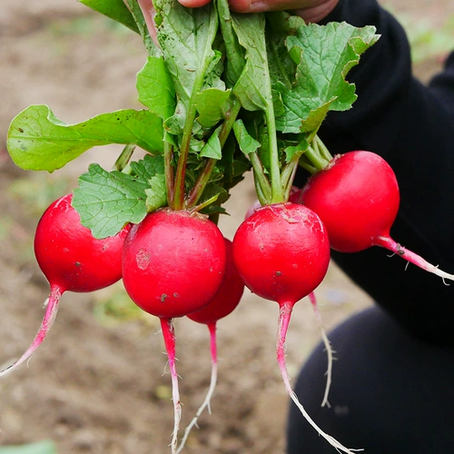 Фруктовая вишневая щита ренай