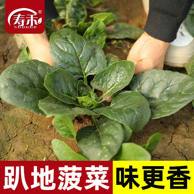 趴地菠菜种子秋冬季耐寒籽种蔬菜越冬波菜种籽孑菜籽菜种老品种了