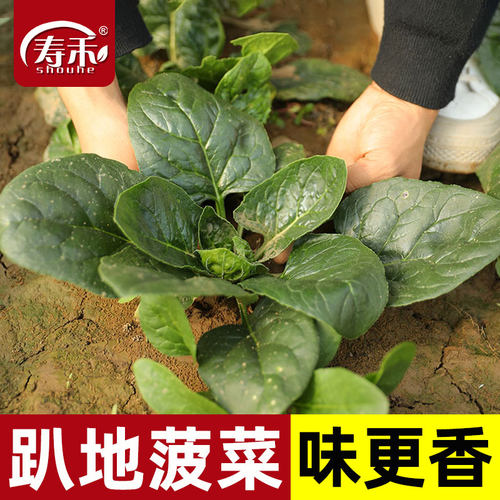 趴地菠菜种子耐寒蔬菜波菜老品种
