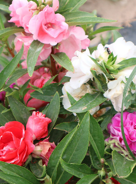 茶花凤仙花种子种籽子孑四季播种指甲花幼苗学生实验种植套餐