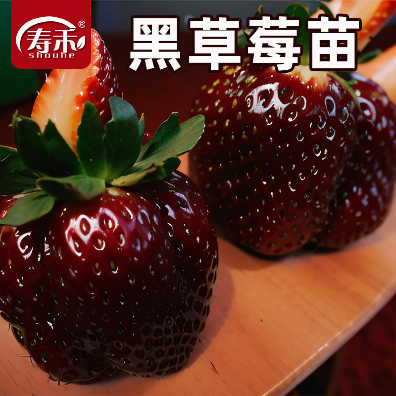 黑珍珠玄玉奶油草莓苗四季结果种植苗带土白食用苗种秧种苗随珠