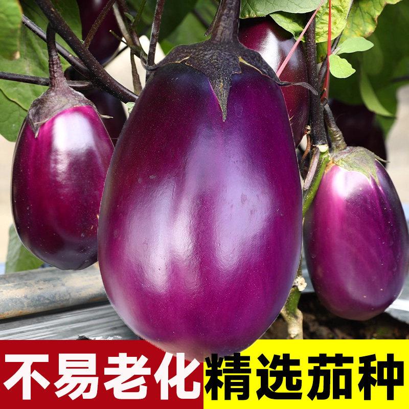特大紫罐茄种子苗圆茄牛心茄高产紫黑烧烤茄子四季蔬菜种籽孑菜种,鲜花速递/花卉仿真/绿植园艺,家庭园艺种子,淘宝优惠券,粉丝福利购,淘宝优惠卷