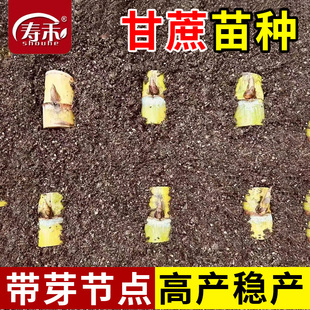 黄皮甘蔗苗种黑皮种子苗孑带芽南方四季种苗甜杆种植水果发芽率高