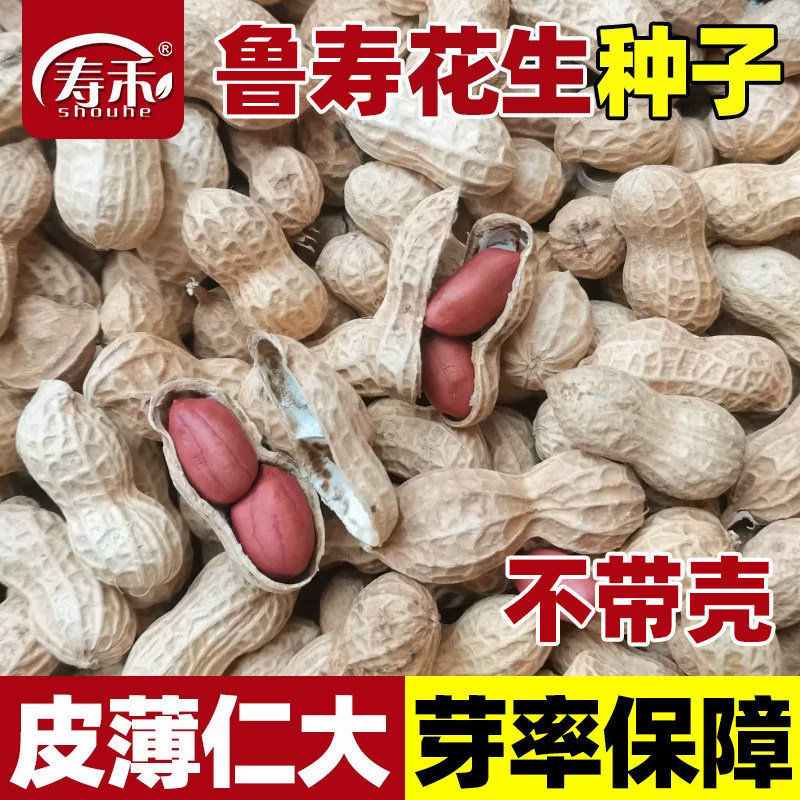 高产鲁寿花生种子薄皮大粒带壳图片