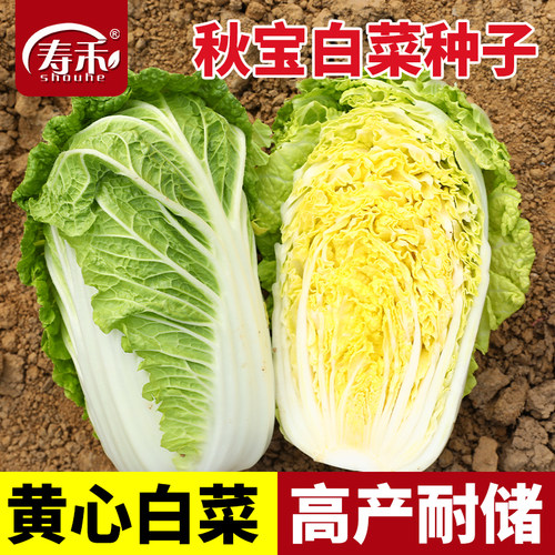 秋宝大白菜种子种籽孑子籽种冬储秋季冬季山东胶州高产白莱仔东北