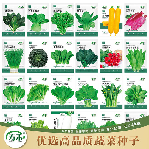 种子青菜大全四季适合夏天