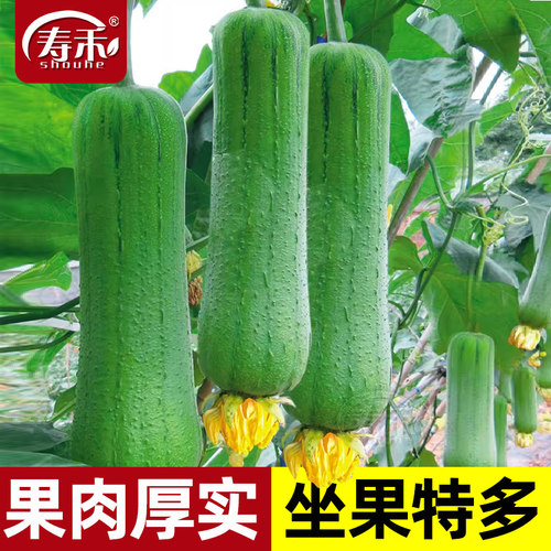 胖胖肉丝瓜种子种籽早熟高产新品种春季蔬菜孑子短棒籽种水瓜南方 - 封面