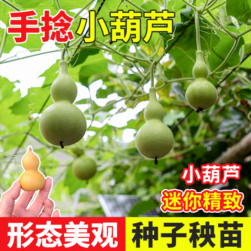葫芦种子全苗盆栽巨型食用文玩