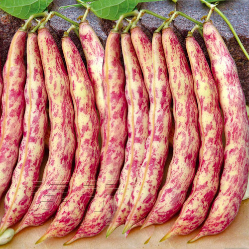 东北红金豆角种子炖肉四季