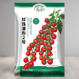 珍珠瀑布小番茄种子种籽孑圣女果西红柿四季盆栽蔬菜苗秧秧苗果苗