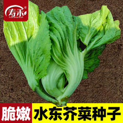 四季大叶水东芥菜种子老品种广东芥菜种籽包心甜菜蔬菜大全介菜种