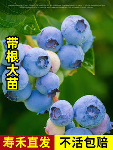 Черника Дерево семена Саженец комнатные рассада южная северная Растение плодовое дерево L25F6 Юруи голубая карта Ягодные саженцы вишня Мрачный