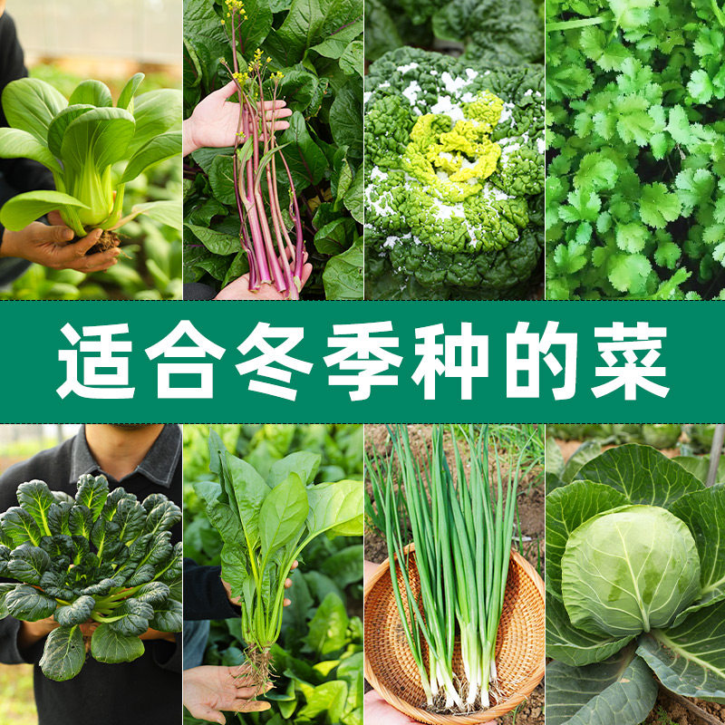 冬季青菜蔬菜种子种籽大全菠菜菜籽孑适合冬天9月份九月秋季种的