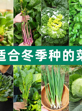 冬季青菜蔬菜种子种籽大全菠菜菜籽孑适合冬天9月份九月秋季种的