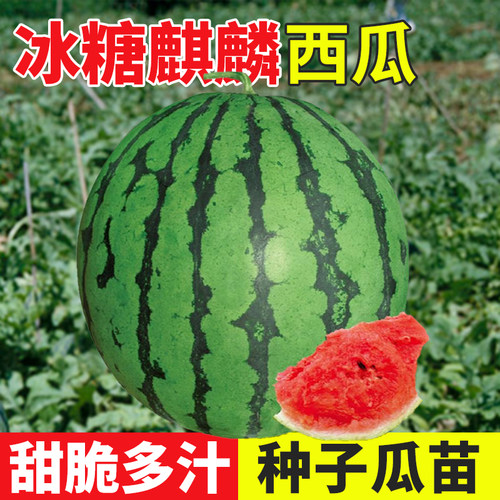 汁多肉脆香甜可口冰糖麒麟西瓜