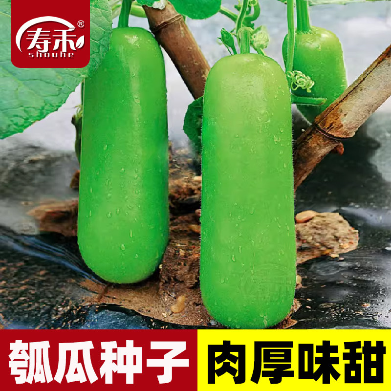 杂交5号瓠瓜种子 高产早熟瓠子瓠子瓜种籽耐寒耐热蒲瓜孑瓜苗秧苗