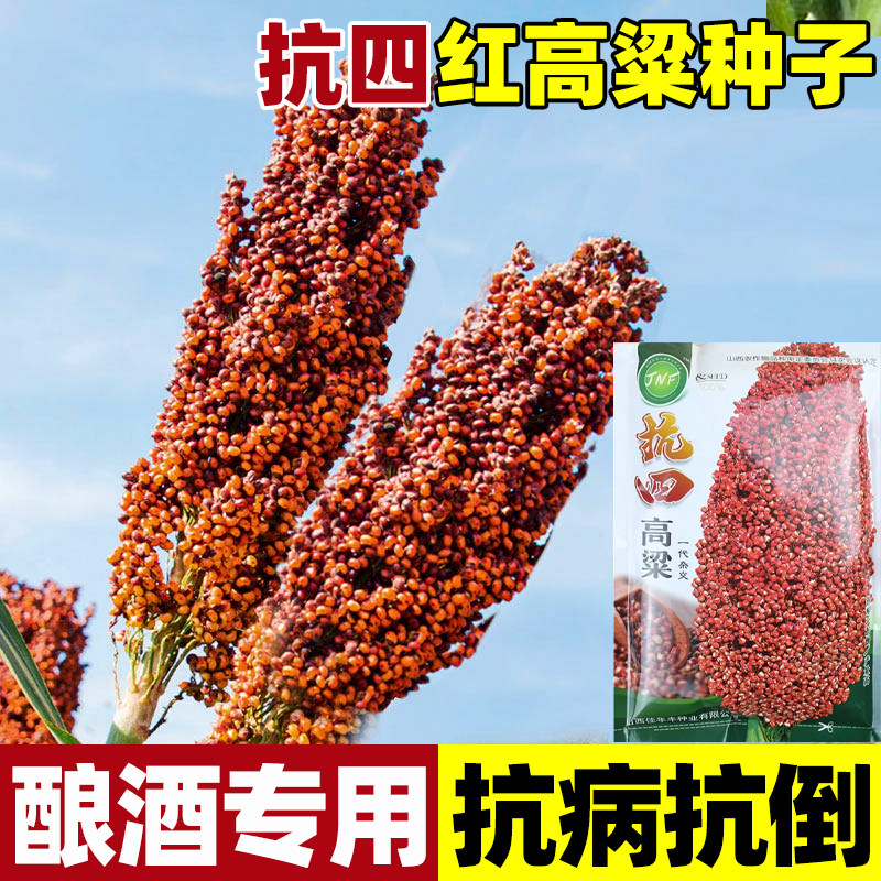 抗四高粱种子红缨子红糯矮杆种籽孑酿酒高产早熟抗旱五谷杂粮扫把