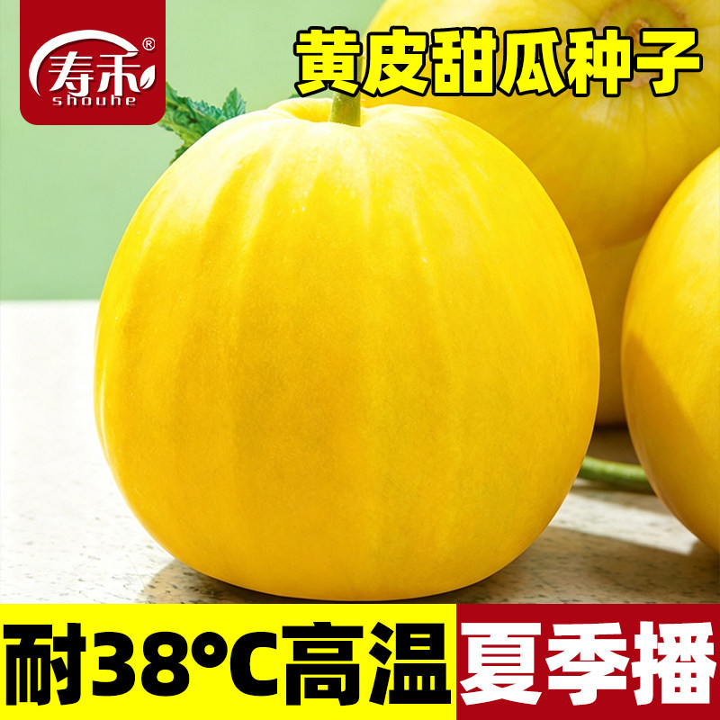 夏季耐热黄皮甜瓜种子南方图片