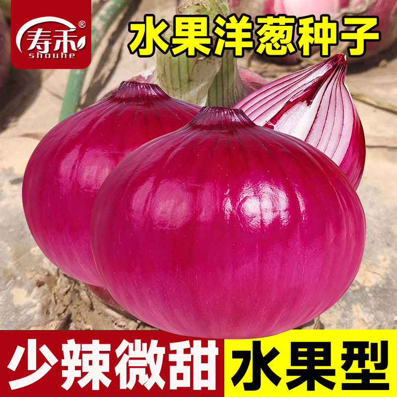 紫领水果洋葱种子四季苗子秧苗葱种圆葱菜苗扁圆种籽孑子种植苗秧