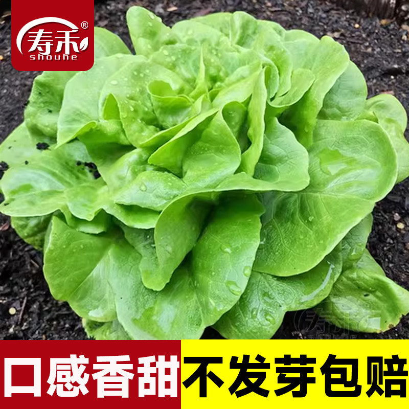 奶油生菜种子种籽四季夏天夏季适合都可以冬季菜籽蔬菜孑籽种的